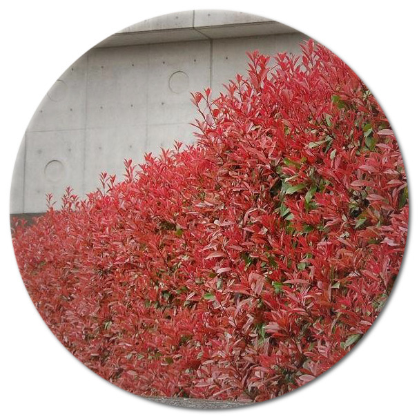 Photinia red robin (Woodview Nurseries)