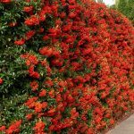 Pyracantha Red Column